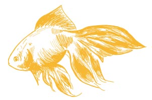 minima designs lessons from a goldfish